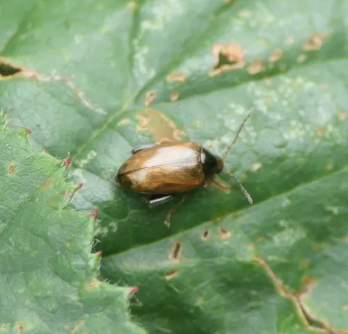 Cabbage-stem Flea Beetle - photo 6