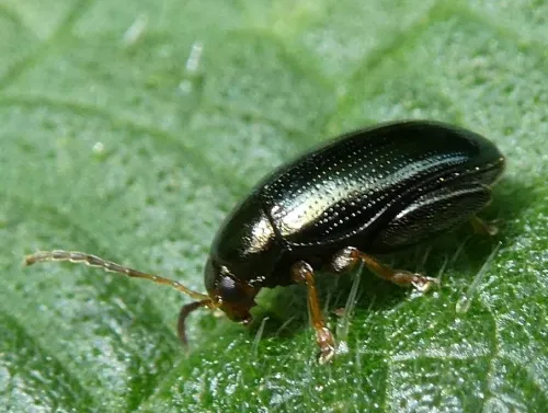 Cabbage-stem Flea Beetle - photo 7