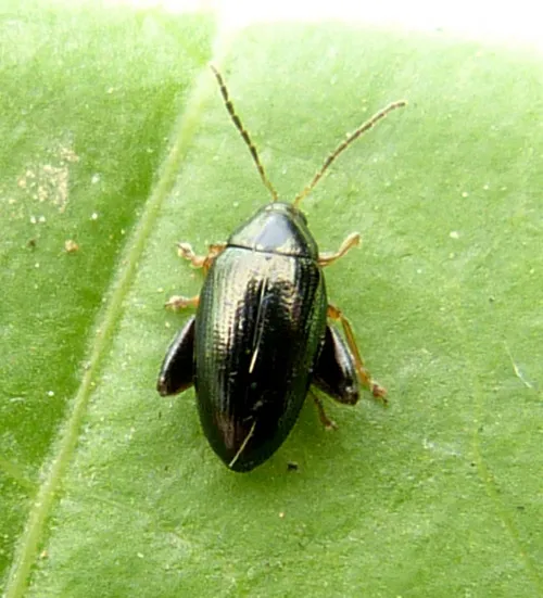 Cabbage-stem Flea Beetle - photo 8