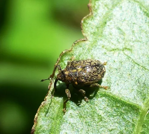 Cabbage Stem Weevil - photo 2
