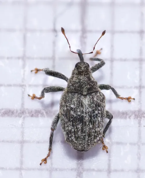 Cabbage Stem Weevil - photo 3