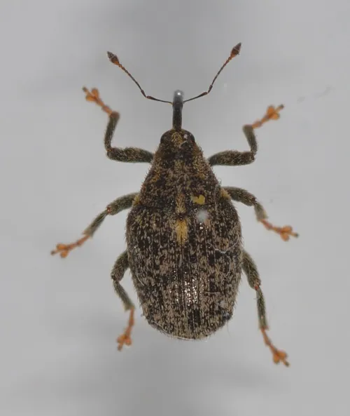 Cabbage Stem Weevil - photo 4