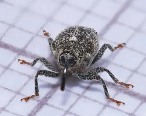 Cabbage Stem Weevil - photo 5