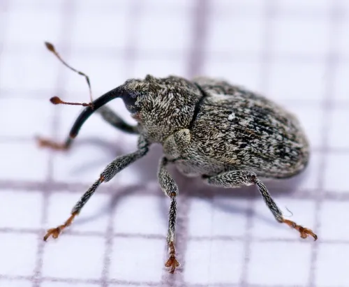 Cabbage Stem Weevil - photo 6