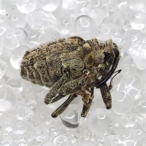 Cabbage Stem Weevil - photo 7