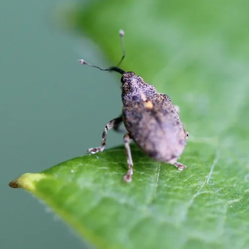 Cabbage Stem Weevil - photo 8