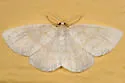 Yellow-dusted Cream - Hodges#6677
