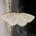 Yellow-dusted Cream - Hodges#6677 - photo 2