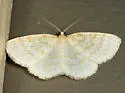 Yellow-dusted Cream - Hodges#6677 - photo 3