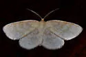 Yellow-dusted Cream - Hodges#6677 - photo 4
