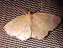 Yellow-dusted Cream - Hodges#6677 - photo 5
