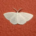 Four-lined Cabera Moth - Hodges#6680