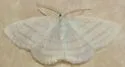 Four-lined Cabera Moth - Hodges#6680 - photo 2
