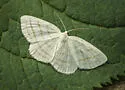 Four-lined Cabera Moth - Hodges#6680 - photo 3