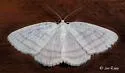 Four-lined Cabera Moth - Hodges#6680 - photo 5