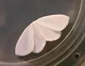 The Vestal - Hodges#6678