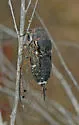 Cacama crepitans