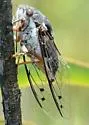 Cacama crepitans - photo 4
