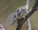 Common Cactus Dodger - Cacama valvata