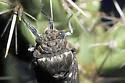 Common Cactus Dodger - photo 4