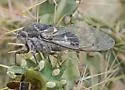 Common Cactus Dodger - photo 5