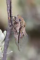 Variegated Cactus Dodger - photo 4