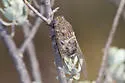 Variegated Cactus Dodger - photo 5