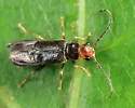 Caccodes granicollis - photo 2