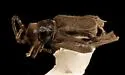 Caccodes granicollis - photo 3