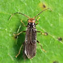 Caccodes granicollis - photo 5