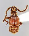 Caccoplectus sentis
