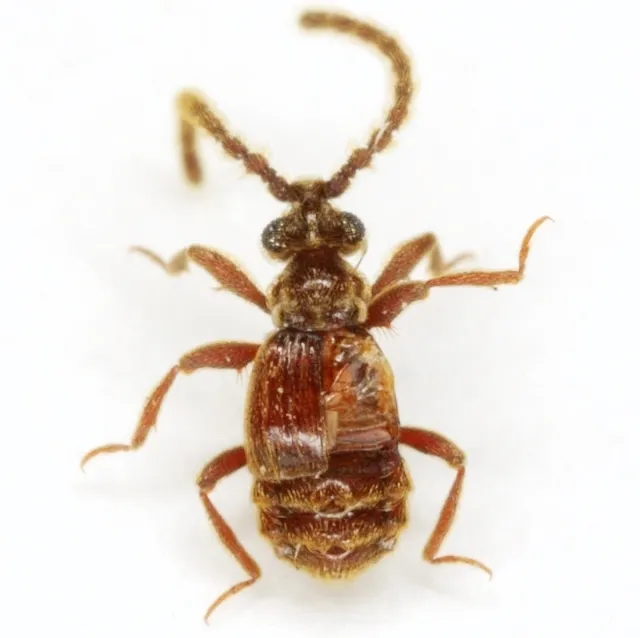 Caccoplectus spinipes - photo 2