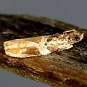 Cacocharis cymotoma - Hodges#2704 - photo 3