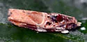 Cacocharis cymotoma - Hodges#2704 - photo 4