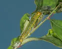 Cacocharis cymotoma - Hodges#2704 - photo 5