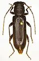 Cacophrissus pauper - Cacophrissus pauper