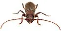 Cacophrissus pauper - photo 2