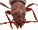 Cacophrissus pauper - photo 3