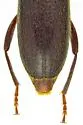 Cacophrissus pauper - photo 4