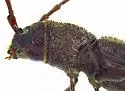 Cacophrissus pauper - photo 5