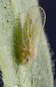Cacopsylla alba