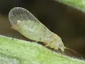 Cacopsylla alba - photo 2