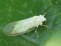 Cacopsylla alba - photo 3