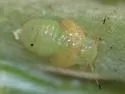 Cacopsylla alba - photo 4