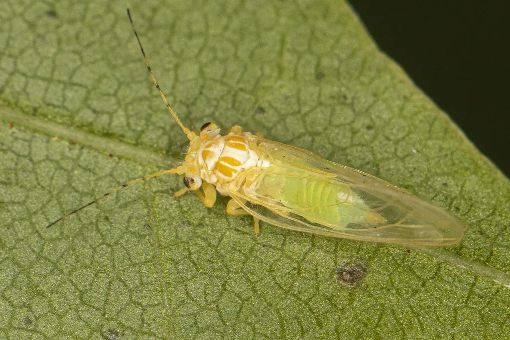 Cacopsylla annulata - photo 3
