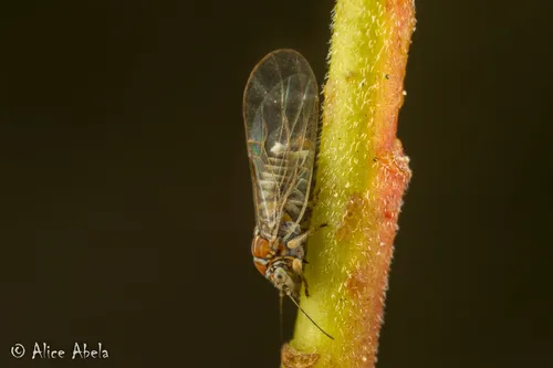 Cacopsylla curta