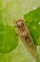 Fatsia Psyllid