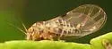 Fatsia Psyllid - photo 3