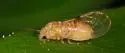 Fatsia Psyllid - photo 4