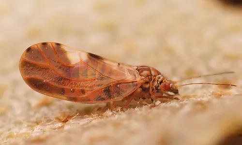 Oleaster psyllid